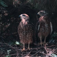 Ястребиный сарыч :: Yudong Liu