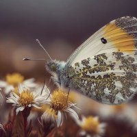 Зорька. :: Татьяна Бравая