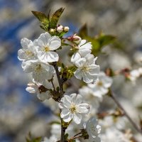 Цветет вишня :: Игорь Сикорский