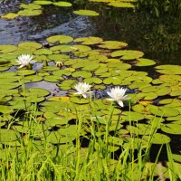 У пруда :: Александр 