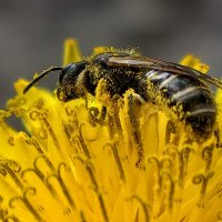 Испачкалась в пыльце :: Мариша Тим