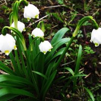 Нежный букетик :: Людмила Смородинская