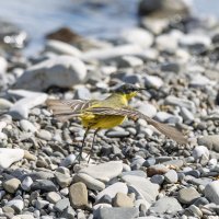 трясогузка черноголовая :: юрий макаров