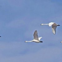 Кликуны летят! :: Елена Хайдукова  ( Elena Fly )