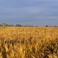 Выходил на поля молодой агроном.... :: Евгений Ермаков