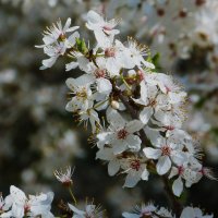 Весенние  цветы :: Валентин Семчишин