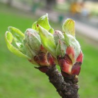 Пробуждение :: Елена Семигина