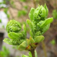 Новая жизнь :: Елена Семигина