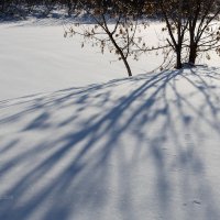 Тени зимы :: Александр Синдерёв
