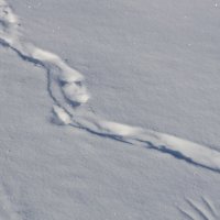 Снежные следы :: Александр Синдерёв