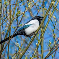 Сорока позировщица. :: Sergey (Apg)