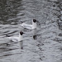 Озерная чайка :: Рита Симонова