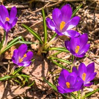 Вестники весны) В этом году на севере цветут уже с первых чисел апреля :: Николай Зиновьев