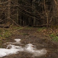 По Лесным Дорожкам :: юрий поляков