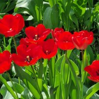 Солнечное утро :: Наталья 