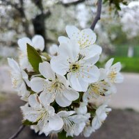 Черешня :: Татьяна Пальчикова