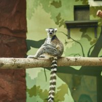 Кошачий лемур :: Александр Леонов