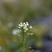 Живу среди добра и мира... :: Валерий Басыров
