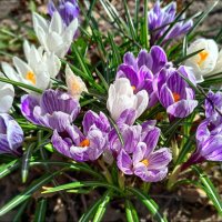 Крокусы :: Мария Васильева