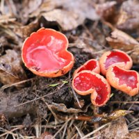 грибы рода Саркосцифа (лат. Sarcoscypha) :: краснов юрий 