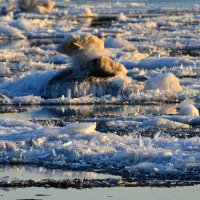 Ледоход в Омске :: Savayr 