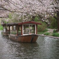 Когда сакура цветет... :: Liliya 