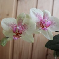 Моя коллекция орхидей :: Irene Irene