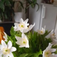 Ветреница :: BoxerMak Mak