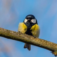 ***** :: Виталий Емельянов