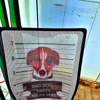 ПЛОХАЯ   СОБАКА :: Анатолий Малобродский