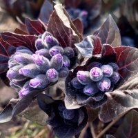 Очаровательная пузырница :: светлана льдокова