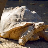 Африканская шпороносная черепаха :: Олег 