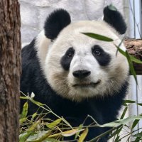 Панда Катюша :: <<< Наташа >>>