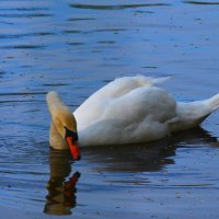 Елагин парк :: Таня Фиалка