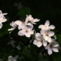 *** :: Виктор Иванович Чернюк