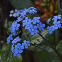 Синеглазая бруннера, незабудочек сестра... :: Надежда Куркина 