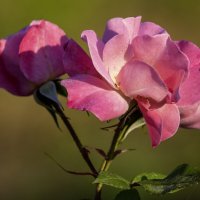 *** :: Alexander Amromin