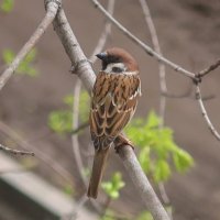 Воробей :: Дмитрий И_