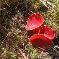 Первые грибочки :: Veera V