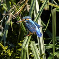 Зимородок. :: Alexander Amromin