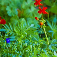 ЦВЕТЫ, ЦВеты, цветы - Сударь, уже ВЕСНА :: Владимир Максимов