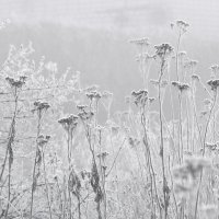 мартовский иней :: Лера 