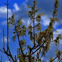 На фоне неба :: Юрий Гайворонскiий