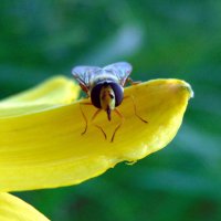 Это я-муха ! :: nadyasilyuk Вознюк