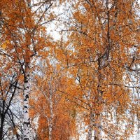 октябрь в берёзовой аллее :: Елена Шаламова