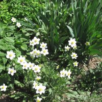 краски лета :: Елена Шаламова