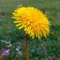 Одуванчик золотой. :: nadyasilyuk Вознюк