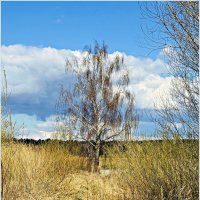 Апрель. Берёзка.. :: Валерия Комова