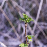 *** :: Николай 