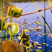 Болото :: Александр 